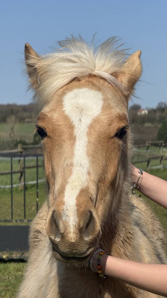 Veulen (ml) Franse rijpony PFS Te koop 2025 Palomino