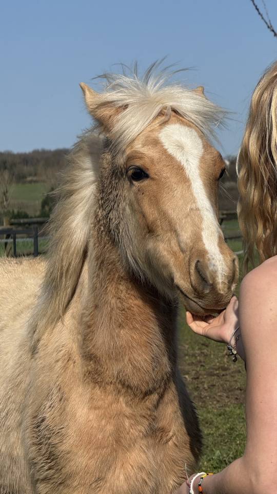 Veulen (ml) Franse rijpony PFS Te koop 2025 Palomino