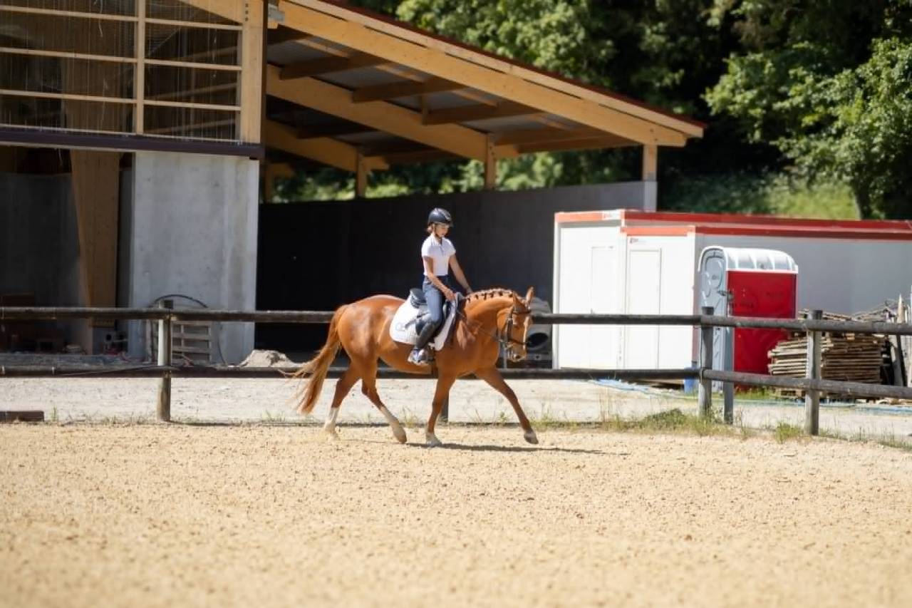 Merrie Bekend ras Te koop 2019 Vos