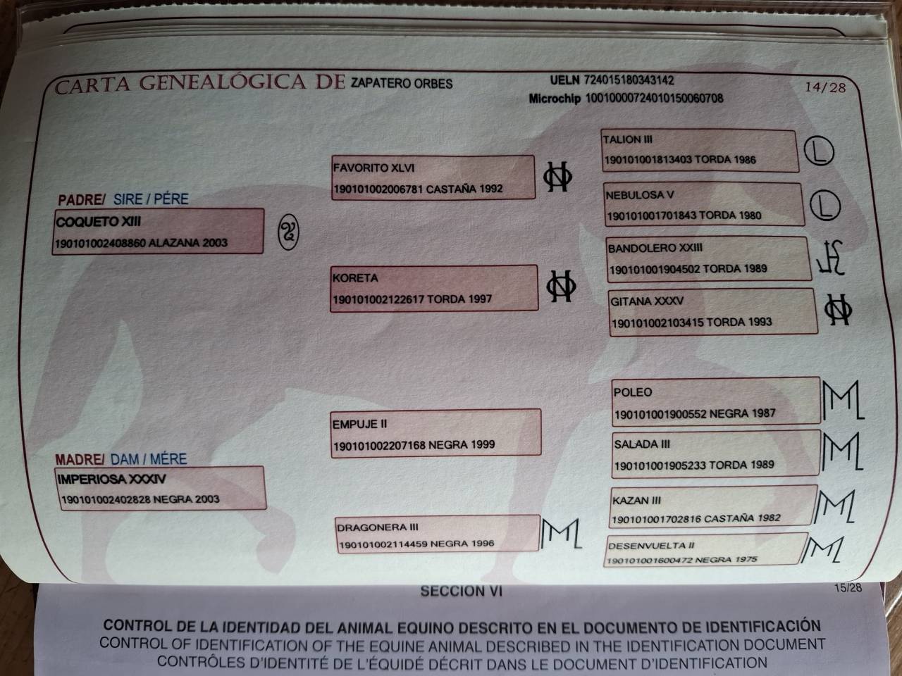 Ruin PRE Puur Ras Spaans Te koop 2018 Zwart ,  coqueto