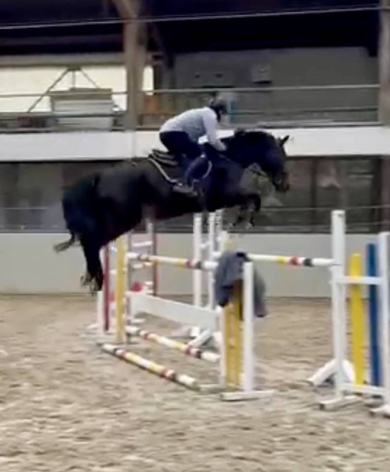 Ruin Hannoveraan  Te koop 2016 Bruin / Bai