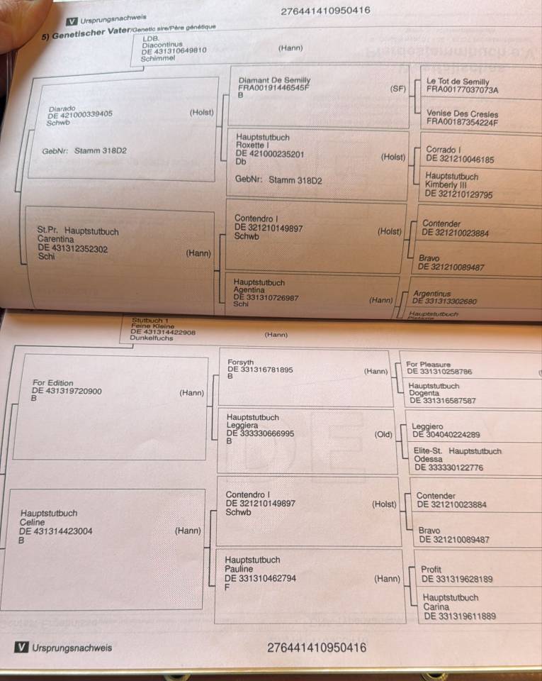 Ruin Hannoveraan  Te koop 2016 Bruin / Bai