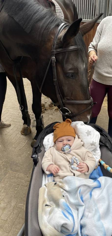 Ruin Hannoveraan  Te koop 2016 Bruin / Bai