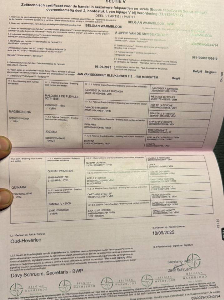 Dekhengst BWP Belgisch volbloed Te koop 2023 Vos