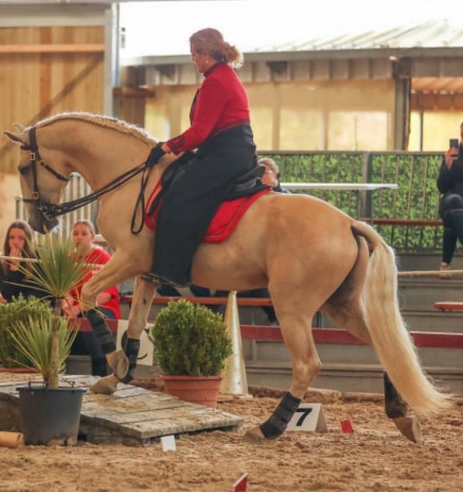 Veulen (vr) Lusitano Te koop 2025 Isabel ,  Pablo du chalet