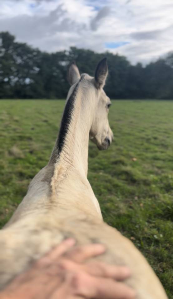 Veulen (vr) Lusitano Te koop 2025 Isabel ,  Pablo du chalet