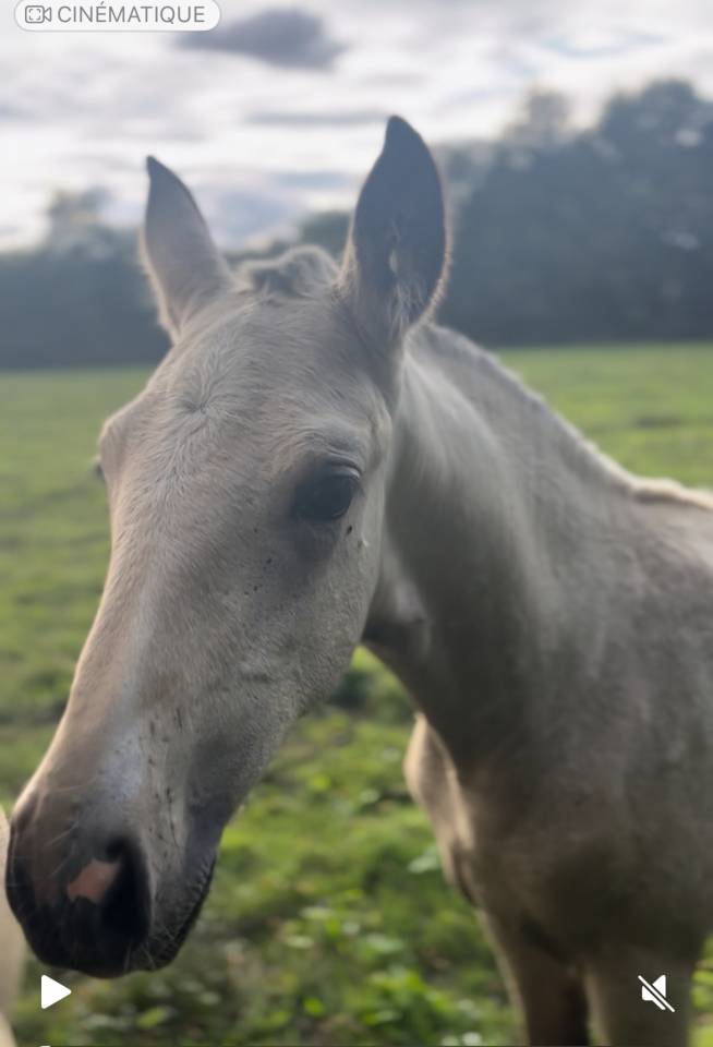 Veulen (vr) Lusitano Te koop 2025 Isabel ,  Pablo du chalet