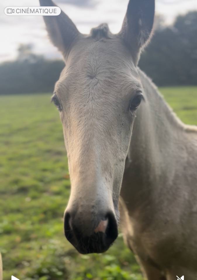 Veulen (vr) Lusitano Te koop 2025 Isabel ,  Pablo du chalet