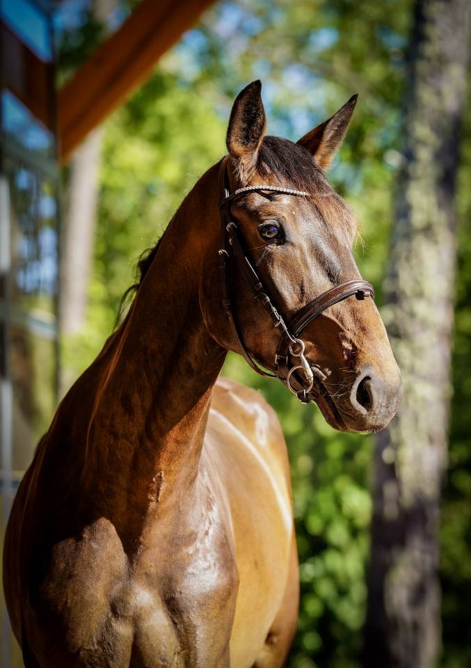 Ruin Selle Français Te koop 2022 Donker bruin / bai