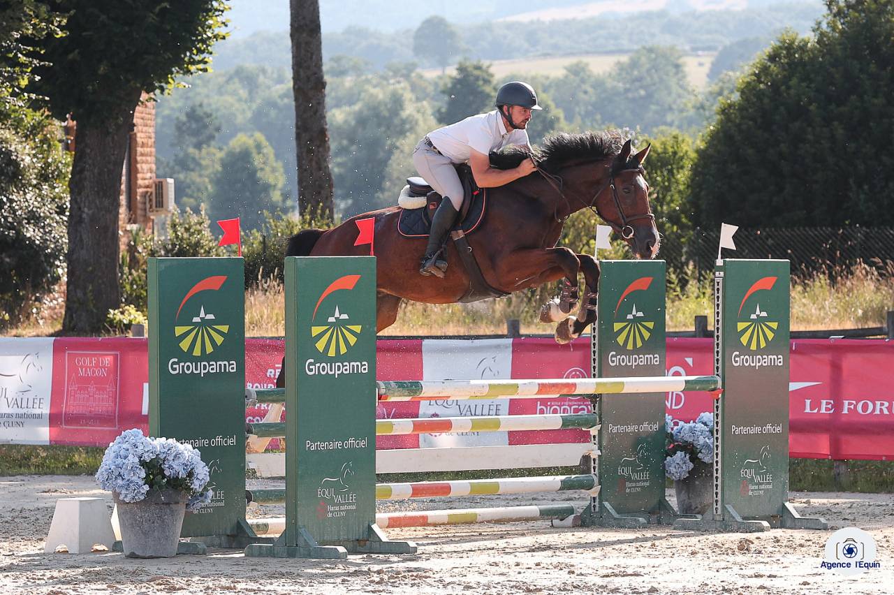 Ruin Selle Français Te koop 2021 Donker bruin / bai