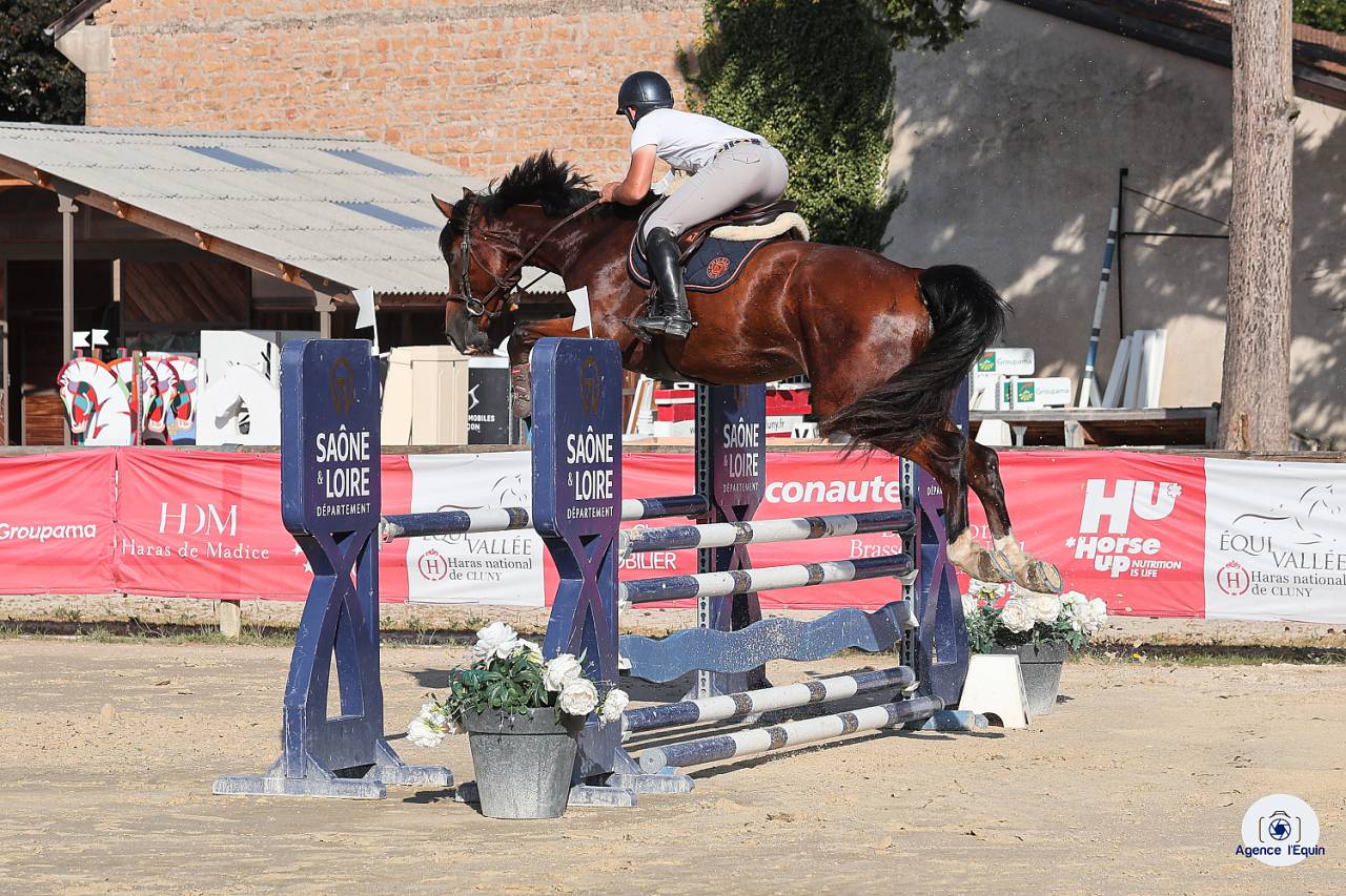 Ruin Selle Français Te koop 2021 Donker bruin / bai