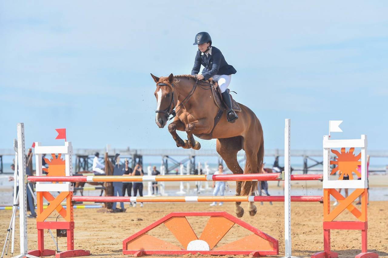 Merrie Selle Français Te koop 2016 Koffie vos