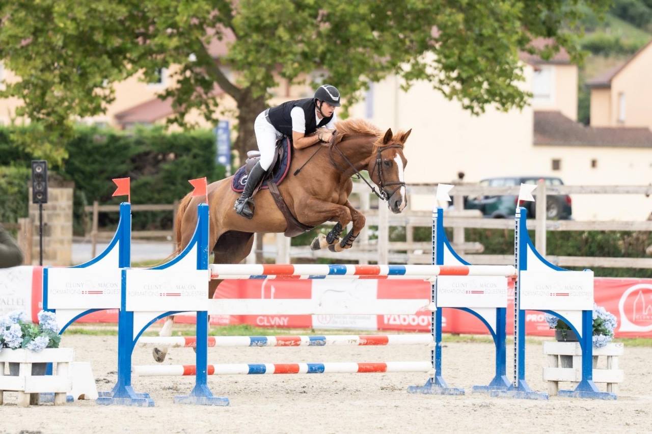 Merrie Selle Français Te koop 2016 Koffie vos