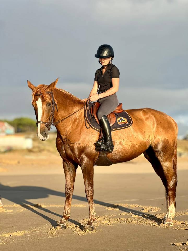 Merrie Selle Français Te koop 2016 Koffie vos