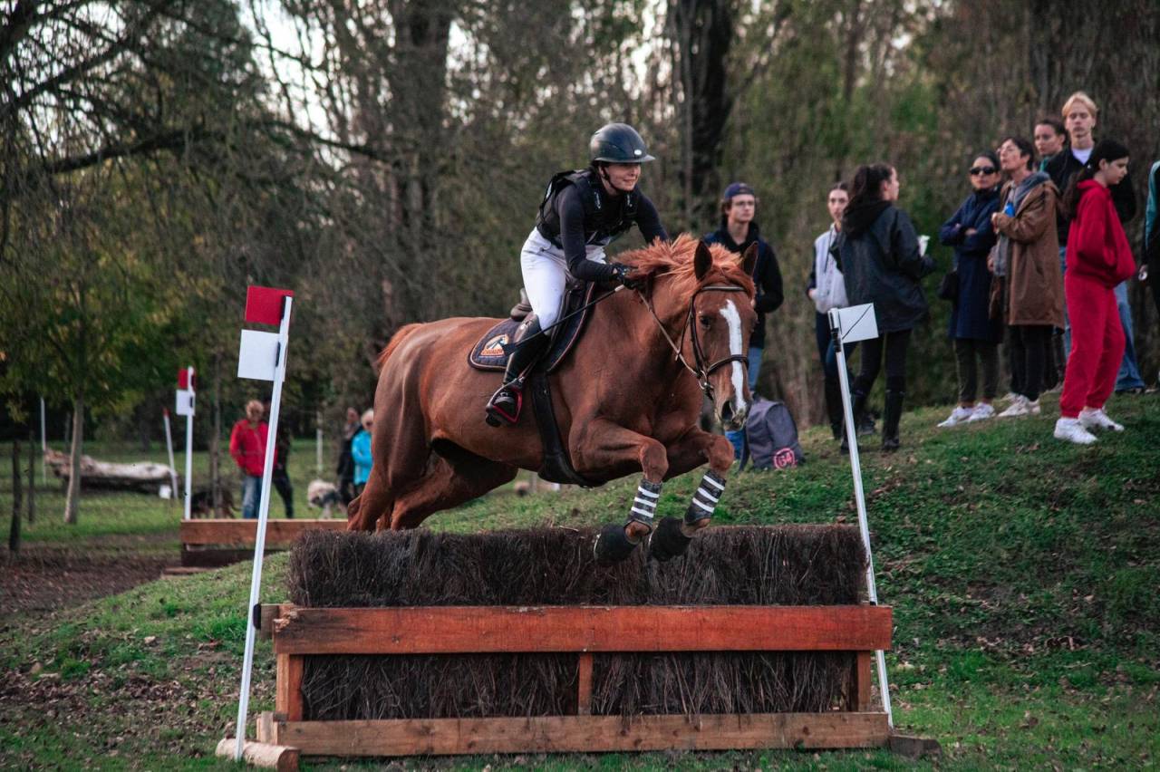 Merrie Selle Français Te koop 2016 Koffie vos