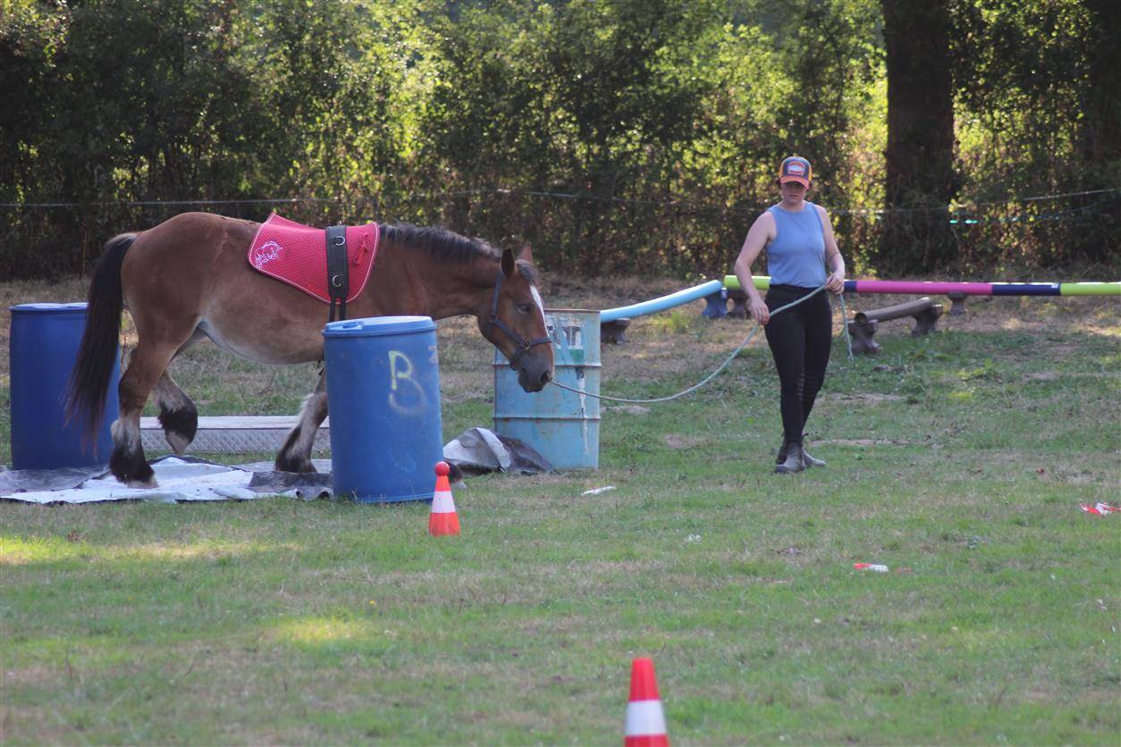 Veulen (vr) Ardenner Te koop 2023 Donker bruin / bai ,  VIOLANT D HAGNICOURT