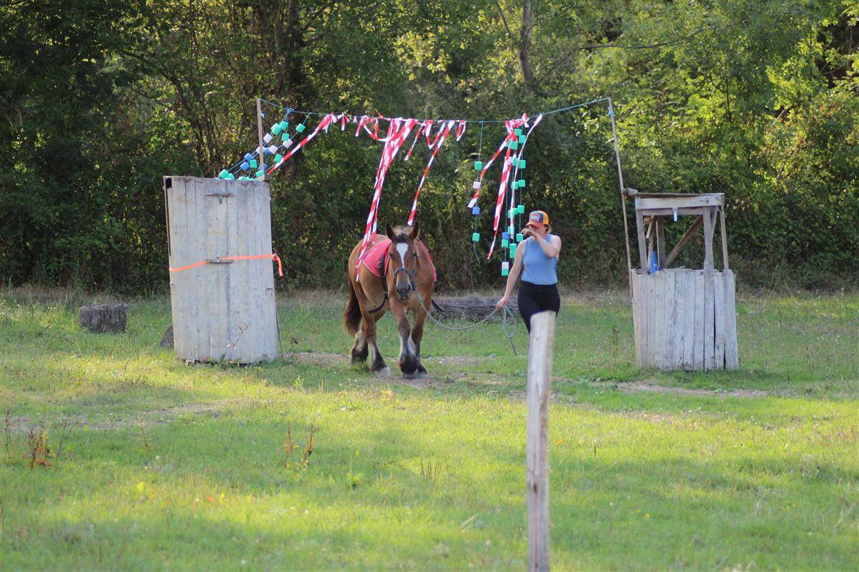 Veulen (vr) Ardenner Te koop 2023 Donker bruin / bai ,  VIOLANT D HAGNICOURT