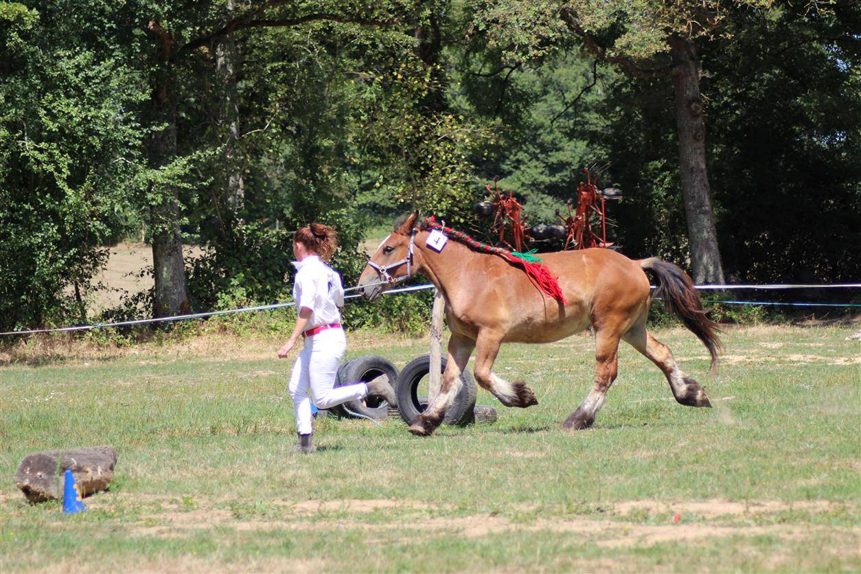 Veulen (vr) Ardenner Te koop 2023 Donker bruin / bai ,  VIOLANT D HAGNICOURT