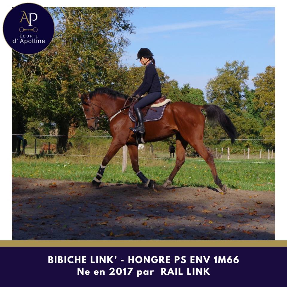 Ruin Volbloed Te koop 2017 Donker bruin / bai