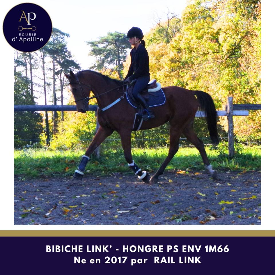 Ruin Volbloed Te koop 2017 Donker bruin / bai