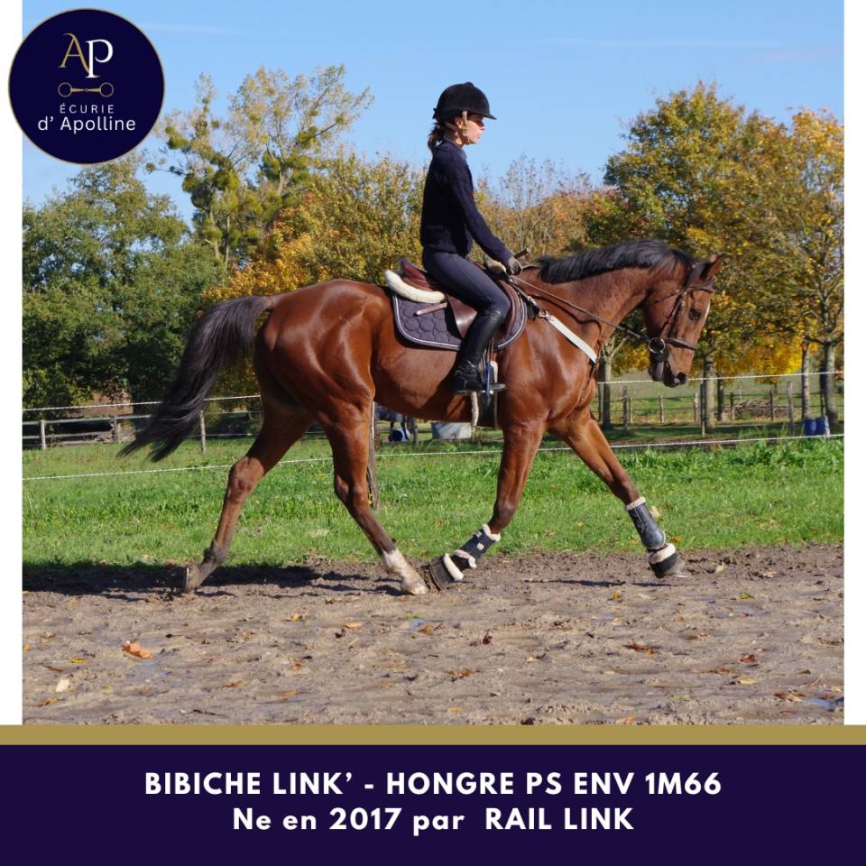 Ruin Volbloed Te koop 2017 Donker bruin / bai