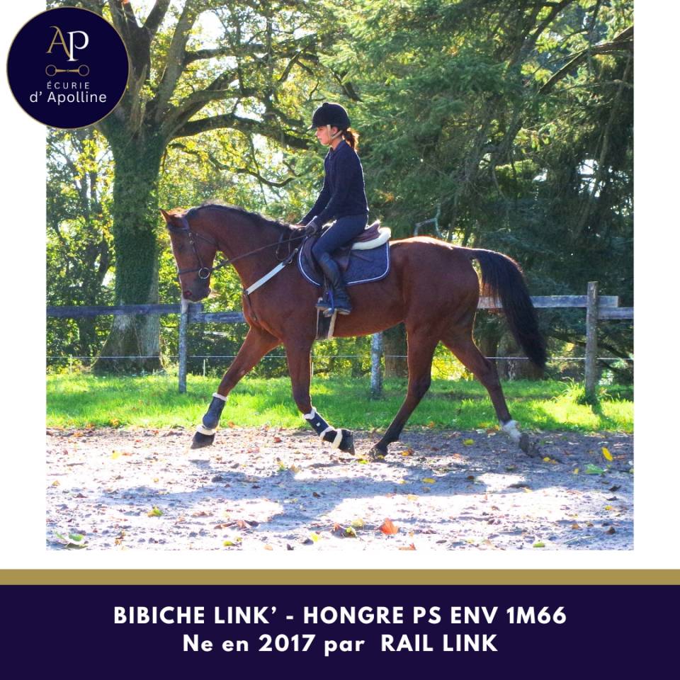 Ruin Volbloed Te koop 2017 Donker bruin / bai