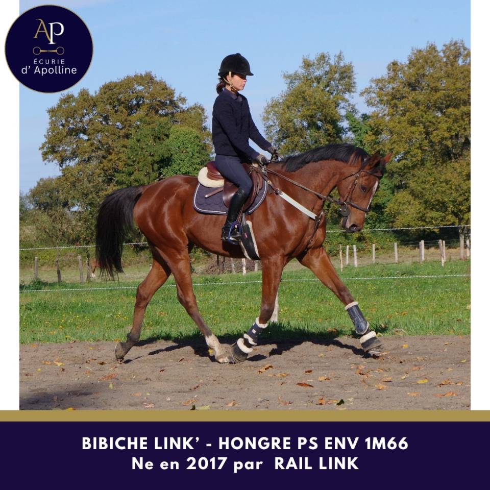 Ruin Volbloed Te koop 2017 Donker bruin / bai