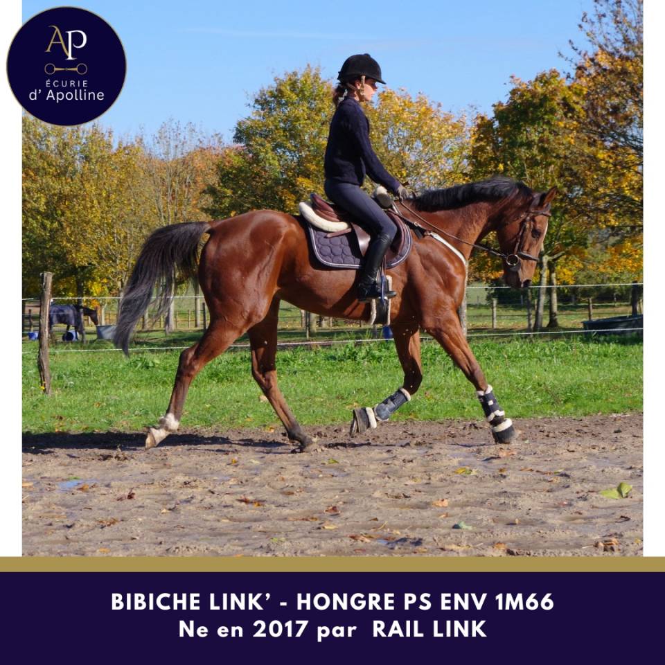 Ruin Volbloed Te koop 2017 Donker bruin / bai