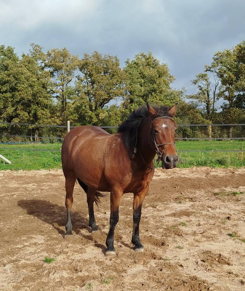 Merrie Connemara Te koop 2019 Donker bruin / bai ,  TITUS DE LIAF