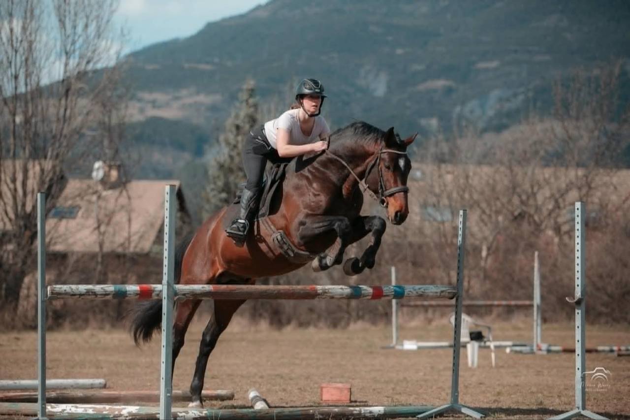 Hengst Bekend ras Te koop 2020 Bruin / Bai