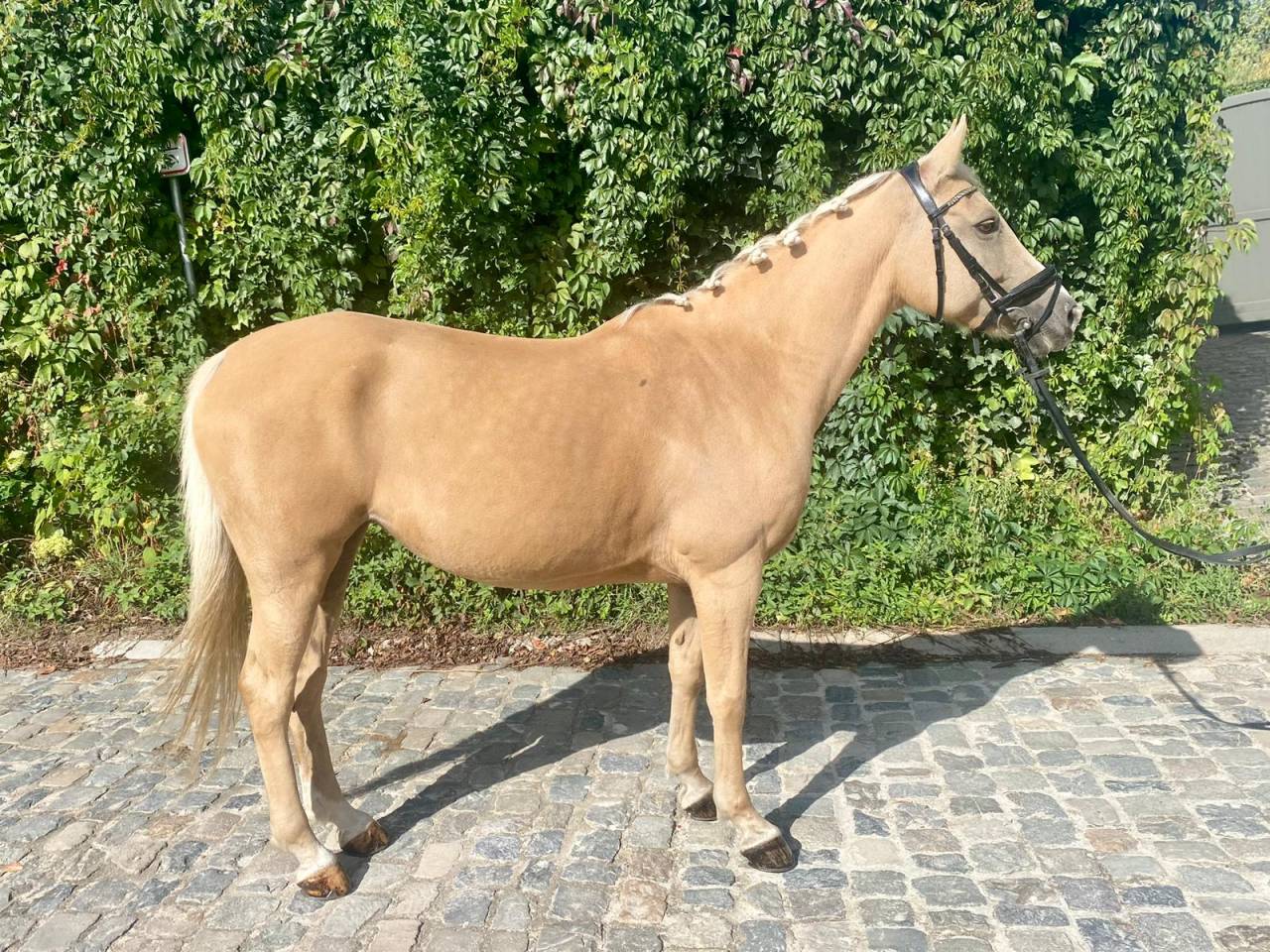 Merrie Andere pony rassen Te koop 2015 Palomino