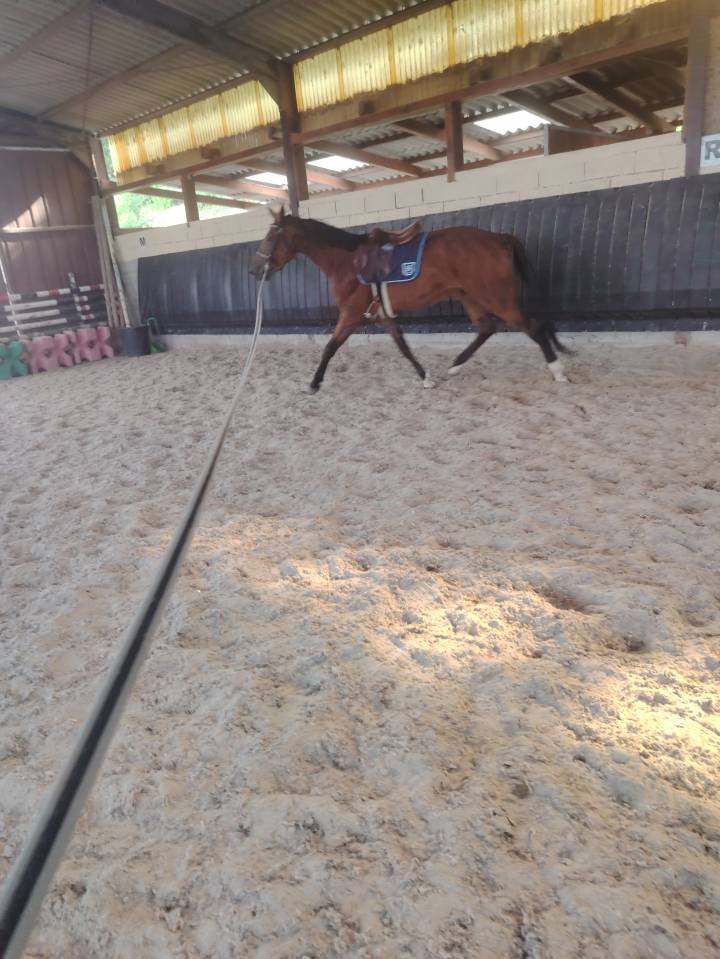 Ruin Selle Français Te koop 2022 Bruin / Bai ,  Hitchcock BM