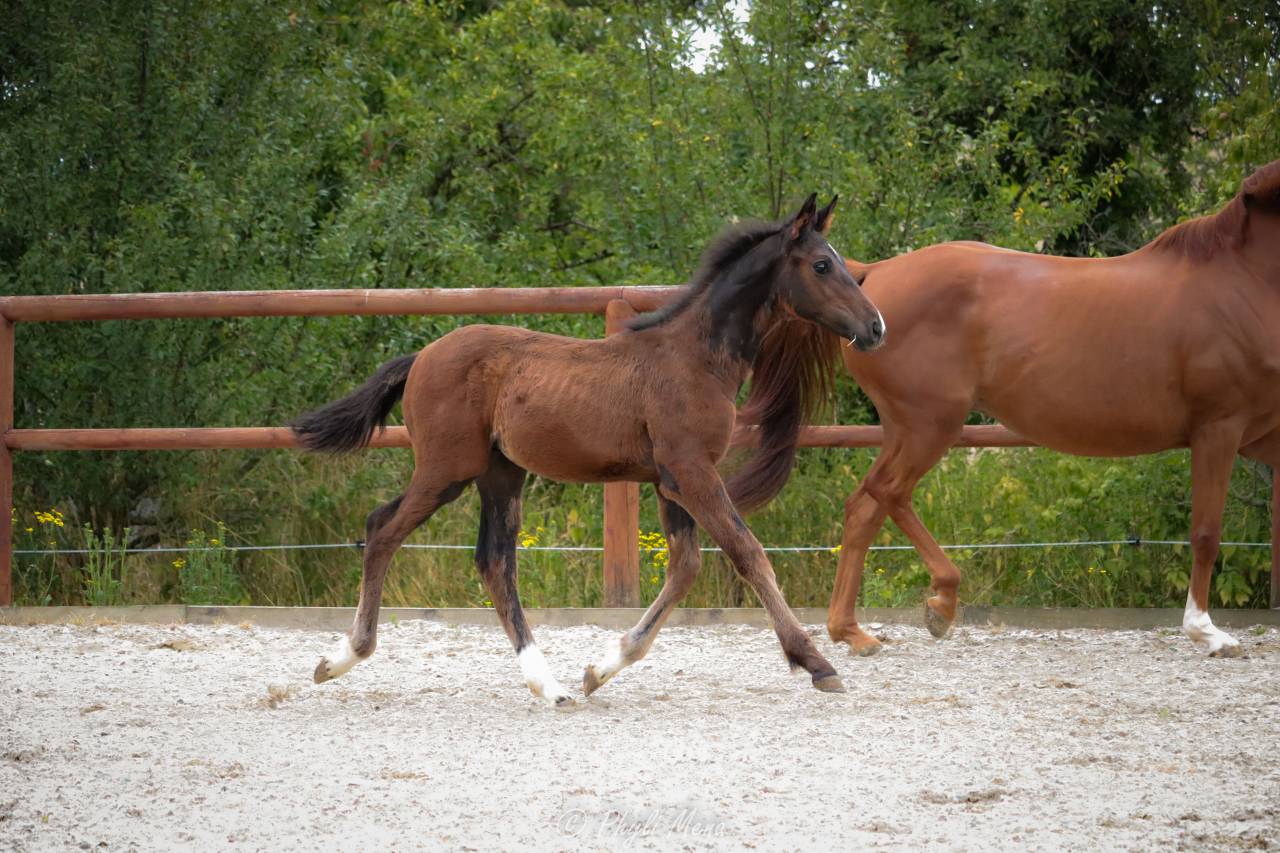 Veulen (ml) Selle Fran&ccedil;ais Te koop 2025 Donker bruin / bai ,  Rpm canturando 