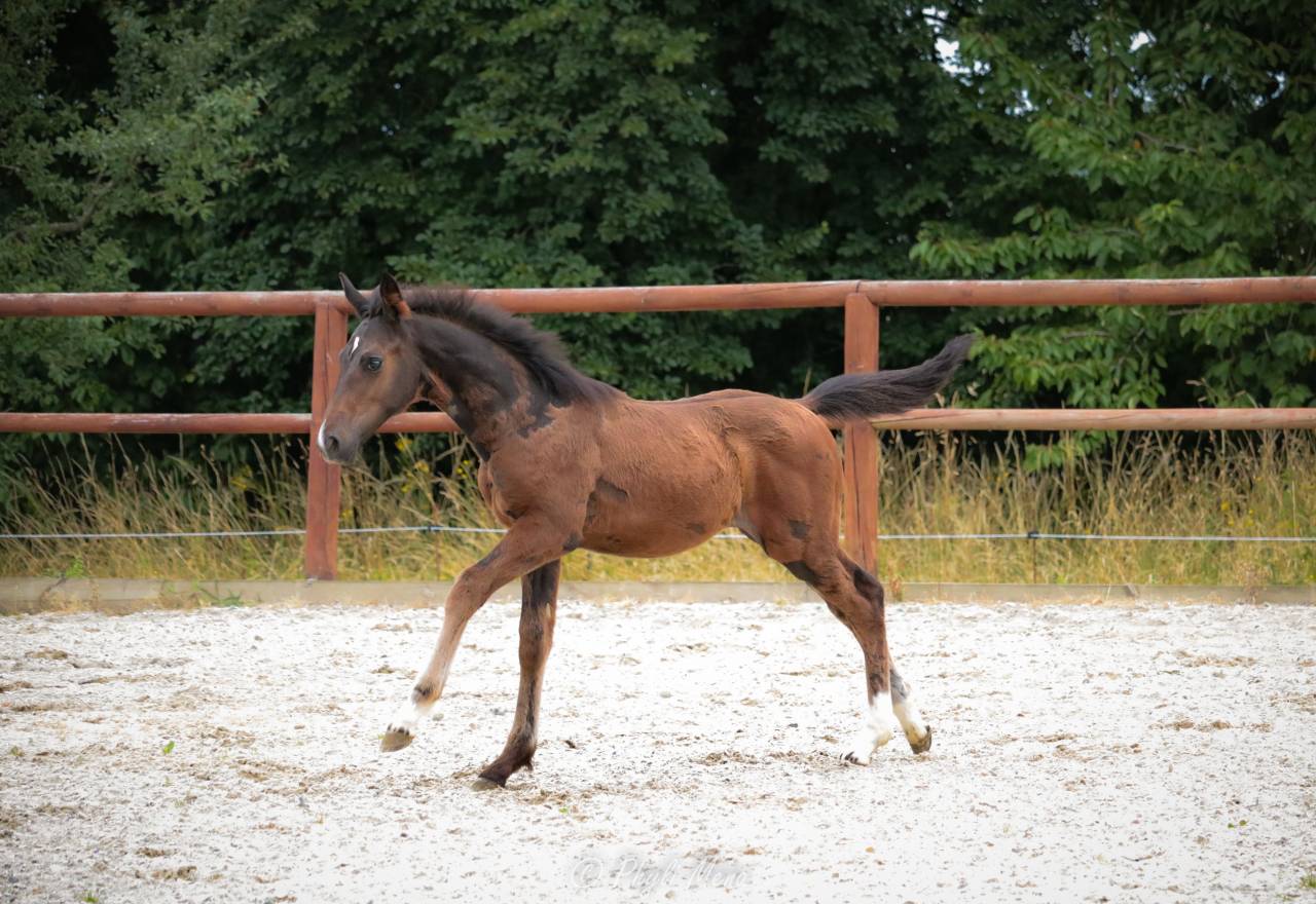 Veulen (ml) Selle Fran&ccedil;ais Te koop 2025 Donker bruin / bai ,  Rpm canturando 