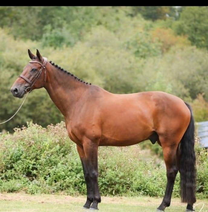 Ruin Rijpaard Te koop 2016 Donker bruin / bai ,  TYPHOON S