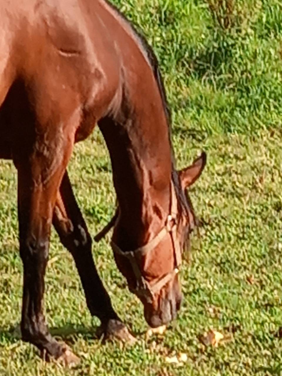 Merrie Arabier Te koop 2020 Donker bruin / bai ,  Samba de la Chavée