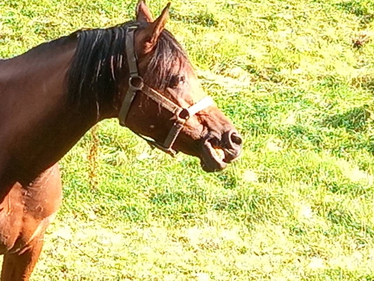 Merrie Arabier Te koop 2020 Donker bruin / bai ,  Samba de la Chavée