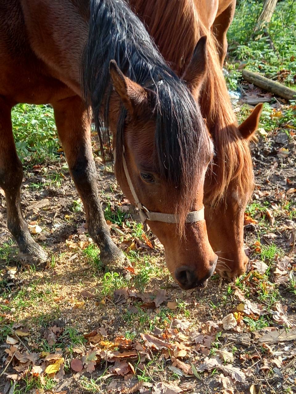 Merrie Arabier Te koop 2020 Donker bruin / bai ,  Samba de la Chavée