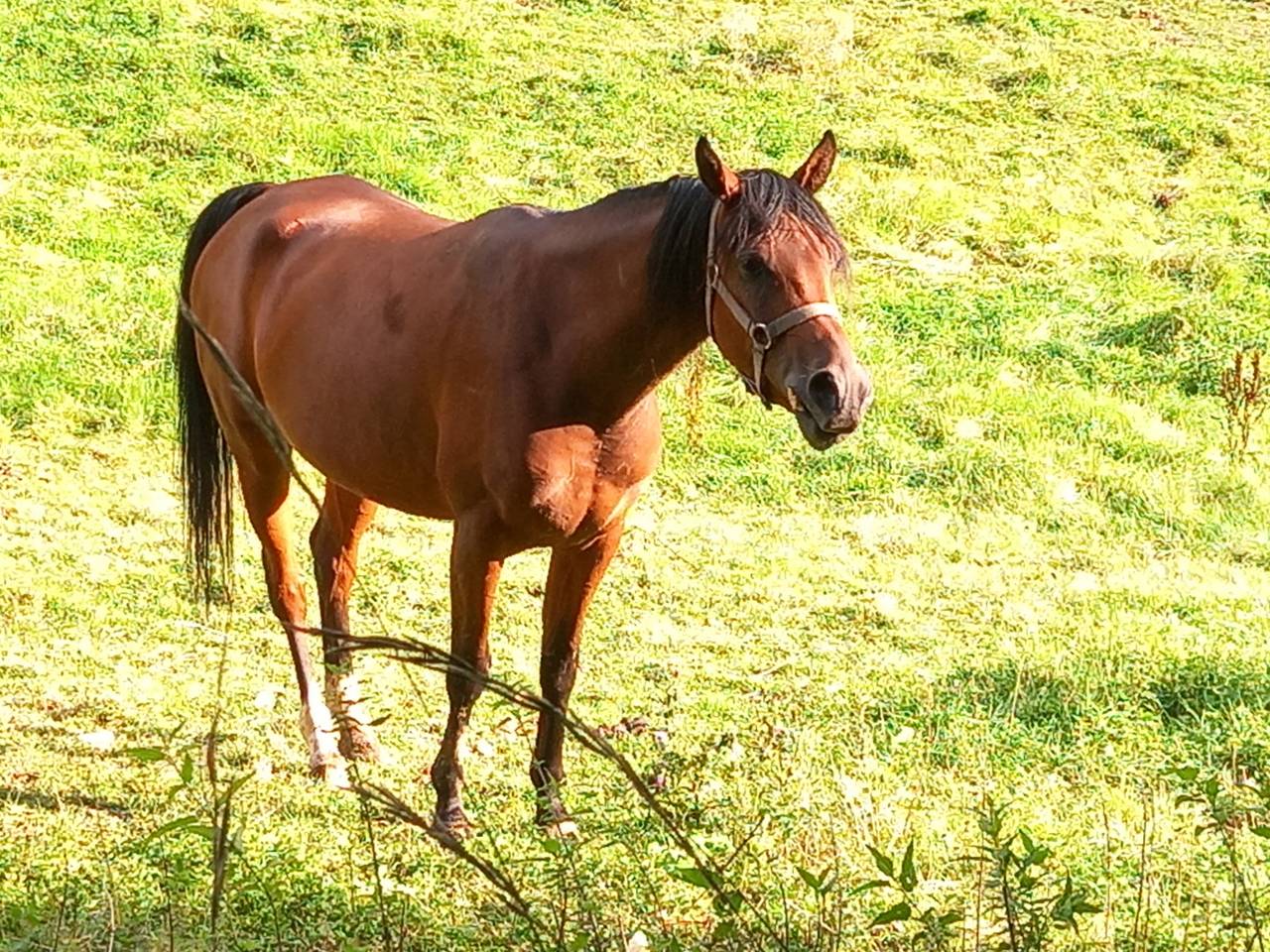 Merrie Arabier Te koop 2020 Donker bruin / bai ,  Samba de la Chavée
