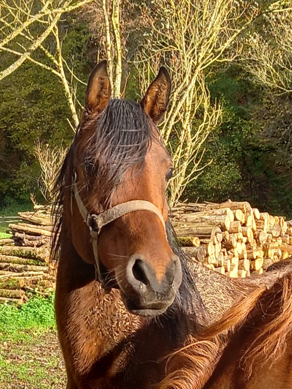 Merrie Arabier Te koop 2020 Donker bruin / bai ,  Samba de la Chavée