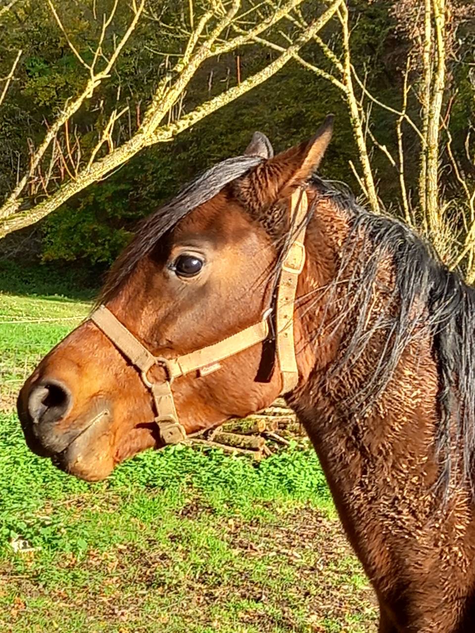 Merrie Arabier Te koop 2020 Donker bruin / bai ,  Samba de la Chavée