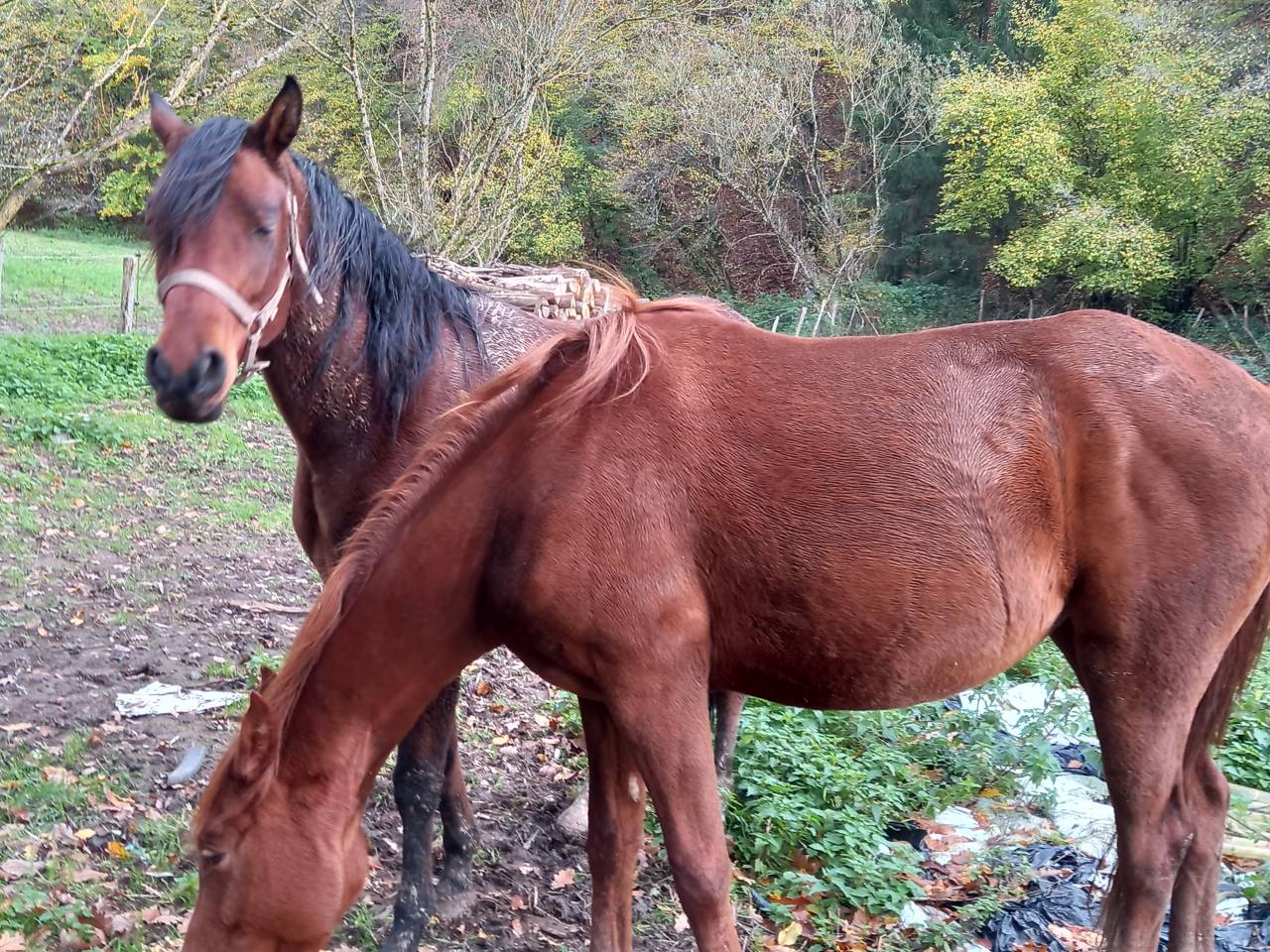 Merrie Arabier Te koop 2020 Donker bruin / bai ,  Samba de la Chavée