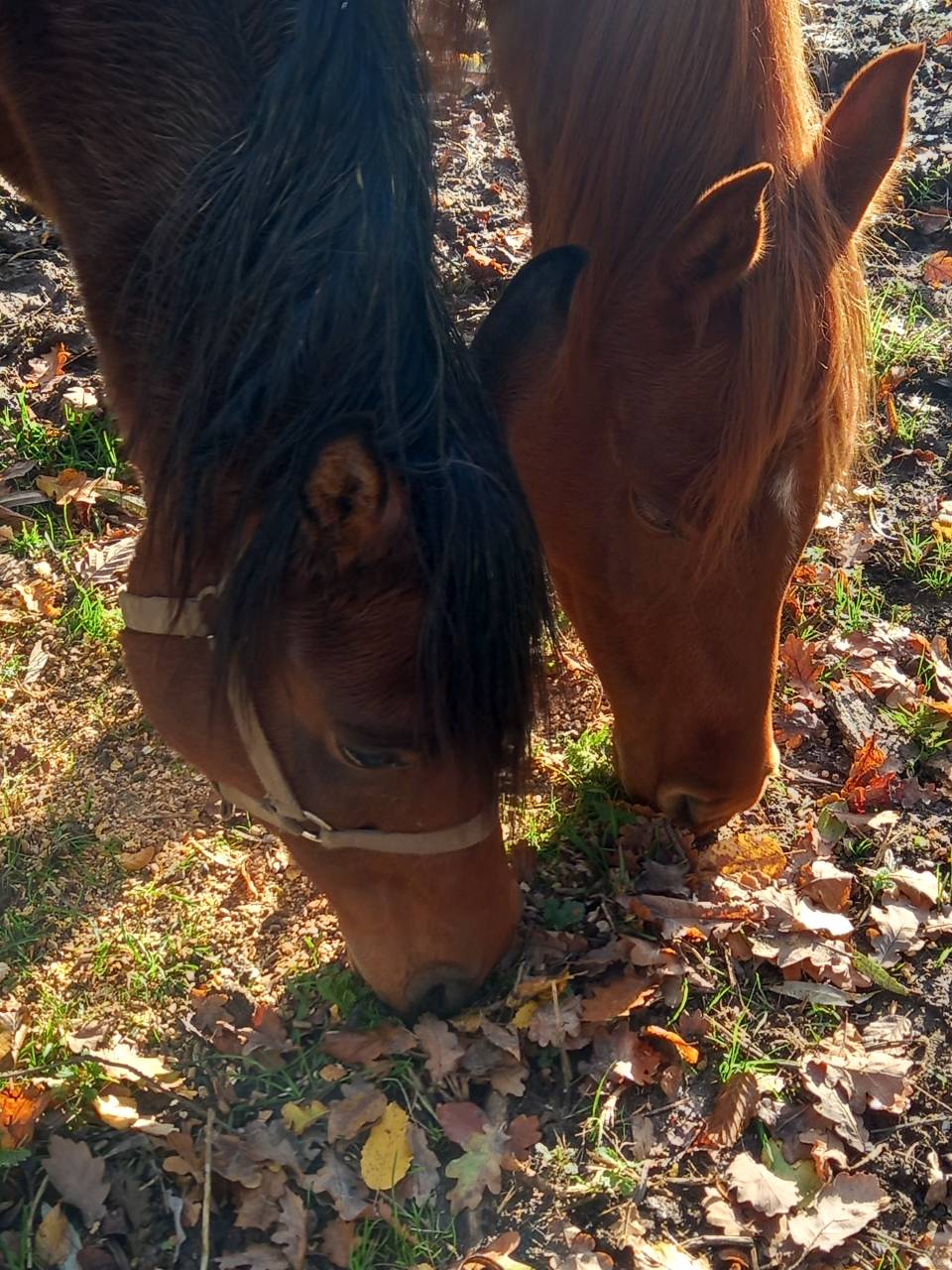 Merrie Arabier Te koop 2020 Donker bruin / bai ,  Samba de la Chavée