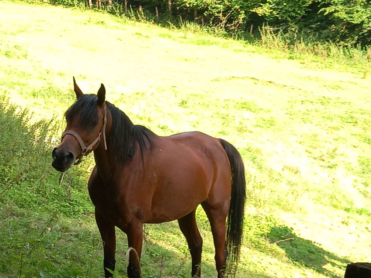 Merrie Arabier Te koop 2020 Donker bruin / bai ,  Samba de la Chavée