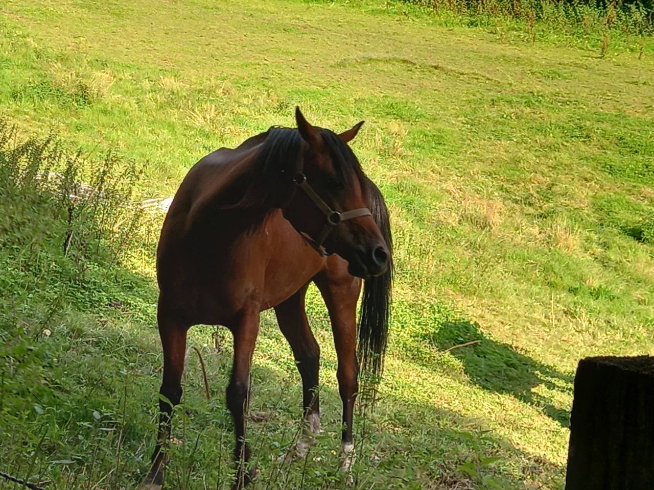 Merrie Arabier Te koop 2020 Donker bruin / bai ,  Samba de la Chavée
