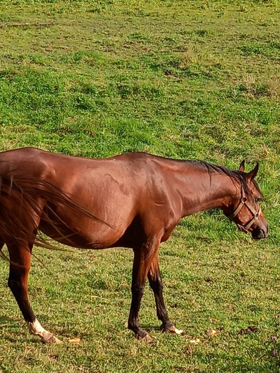 Merrie Arabier Te koop 2020 Donker bruin / bai ,  Samba de la Chavée