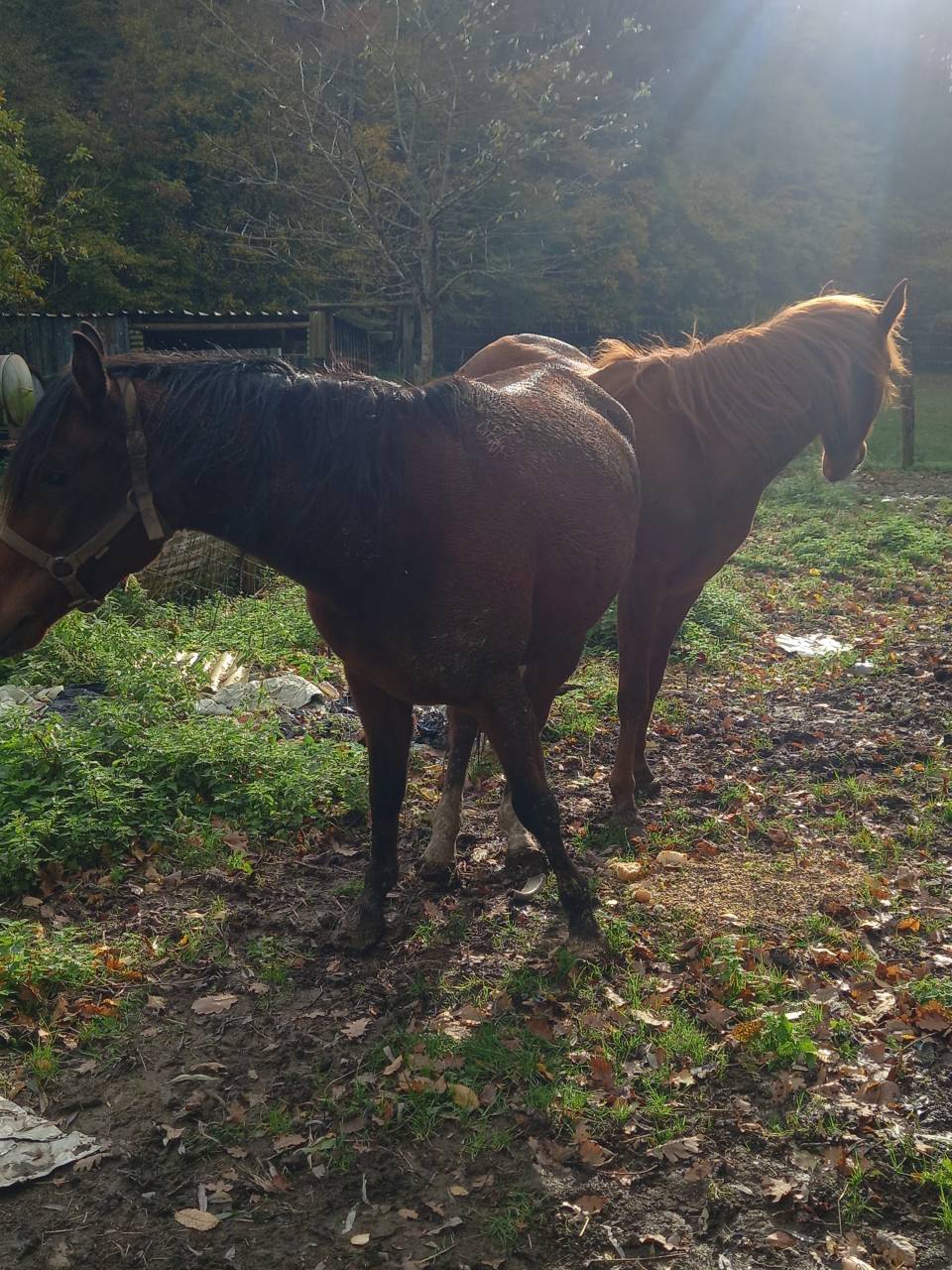 Merrie Arabier Te koop 2020 Donker bruin / bai ,  Samba de la Chavée