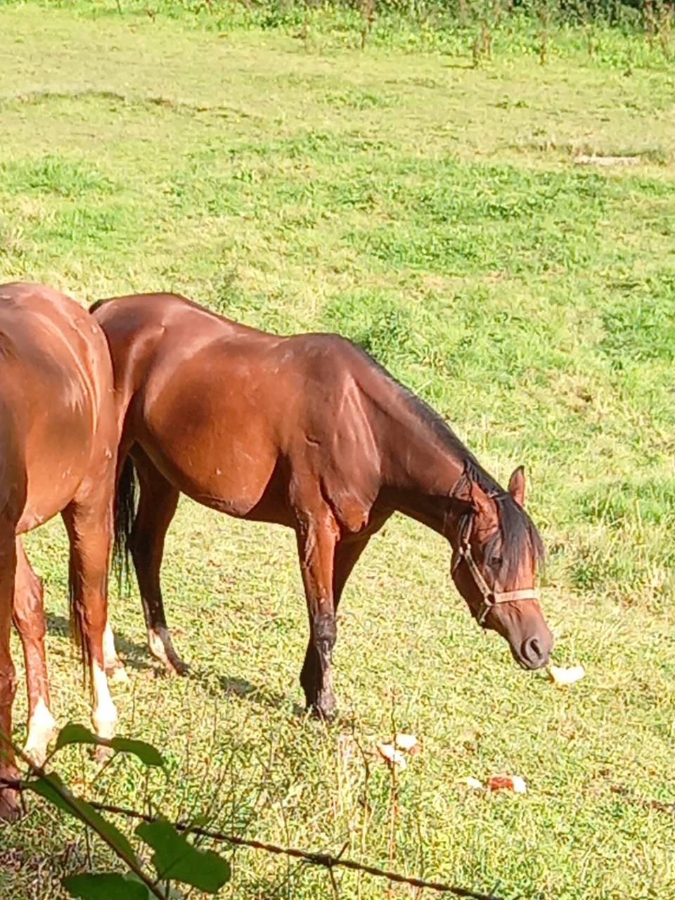 Merrie Arabier Te koop 2020 Donker bruin / bai ,  Samba de la Chavée