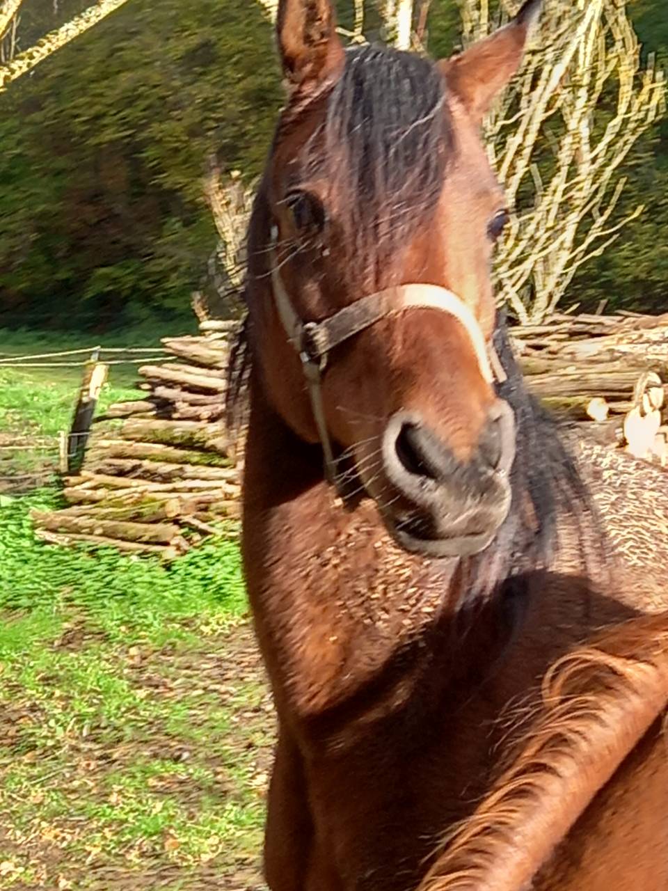 Merrie Arabier Te koop 2020 Donker bruin / bai ,  Samba de la Chavée