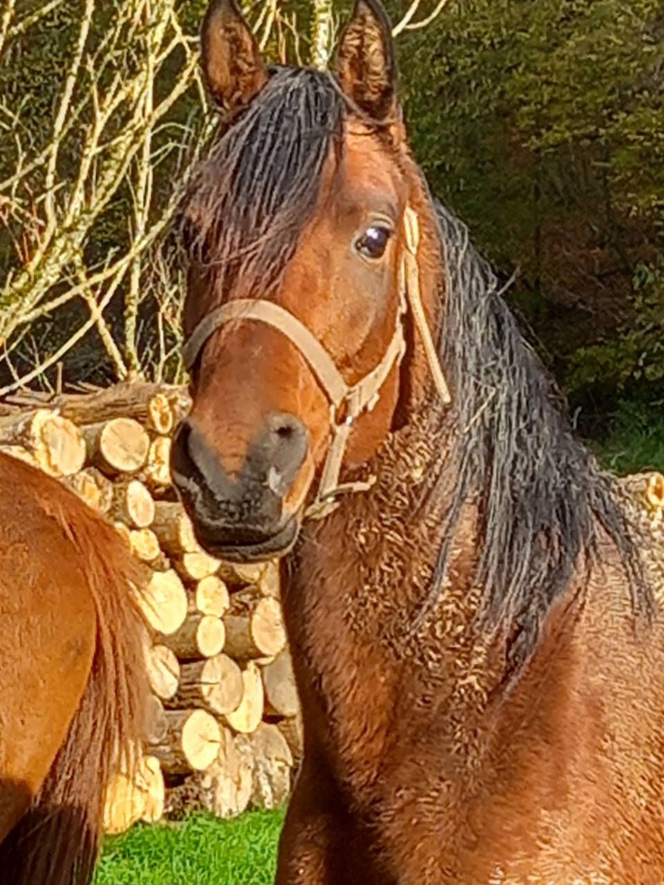 Merrie Arabier Te koop 2020 Donker bruin / bai ,  Samba de la Chavée